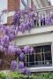 Wisteria sinensis prolific plante de jardin p14