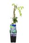 Wisteria sinensis prolific tuinplant p14
