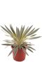 Yucca gloriosa citrus p26