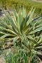 Yucca gloriosa citrus plante de jardin p26