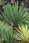 Yucca gloriosa silver plante de jardin p26