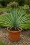 Yucca rostrata plante de jardin p20