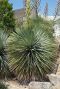 Yucca rostrata plante de jardin p38
