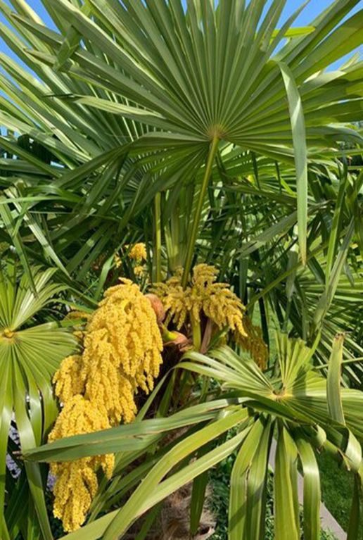 Trachycarpus Fortunei palmier de Chine