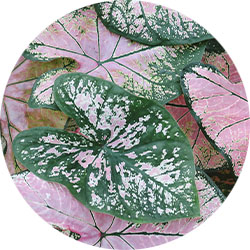 Entretien Caladium Entretien Caladium