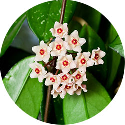 Entretien Hoya Entretien Hoya