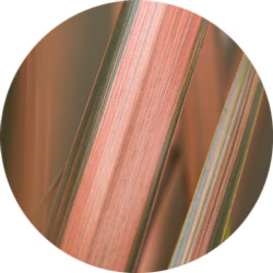 Entretien de phormium Entretien de phormium