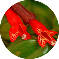 Entretien Aeschynanthus Entretien Aeschynanthus
