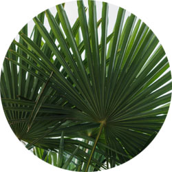 Entretien Livistonia Rotundiflolia Entretien Livistonia Rotundiflolia