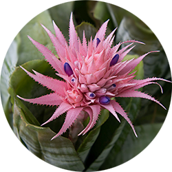 Entretien Aechmea Entretien Aechmea