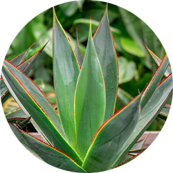 Entretien Agave Entretien Agave