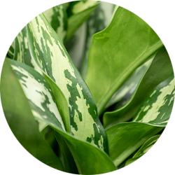 Entretien Aglaonema Entretien Aglaonema