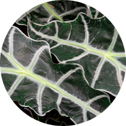Entretien Alocasia Entretien Alocasia