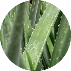 Entretien Aloe Vera Entretien Aloe Vera