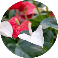 Entretien Anthurium Entretien Anthurium