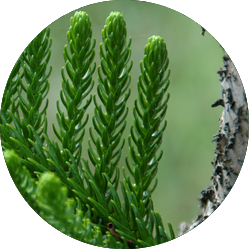 Entretien Araucaria Entretien Araucaria