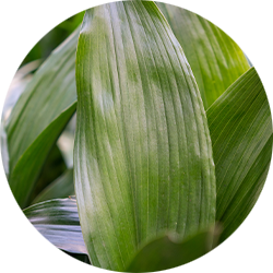Entretien Aspidistra Entretien Aspidistra
