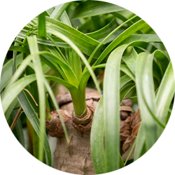 Entretien Beaucarnea Entretien Beaucarnea