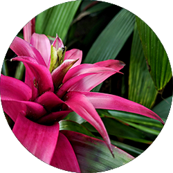 Entretien des Broméliacées Entretien des Broméliacées