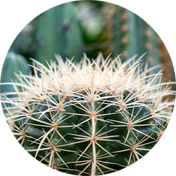 Entretien Cactus Entretien Cactus