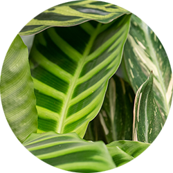 Entretien du Calathea Entretien du Calathea