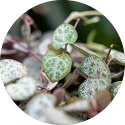 Entretien Ceropegia Entretien Ceropegia