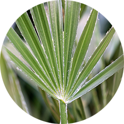Entretien Chamaerops Humilis Entretien Chamaerops Humilis