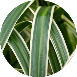 Entretien Chlorophytum Entretien Chlorophytum