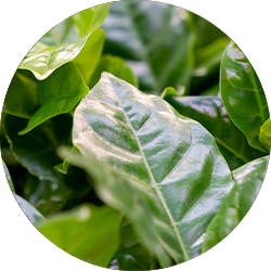 Entretien Coffea Arabica Entretien Coffea Arabica