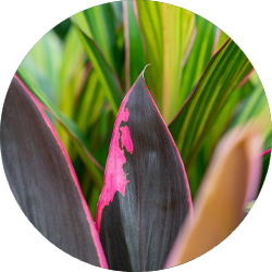 Entretien Cordyline Entretien Cordyline