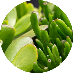 Entretien Crassula Entretien Crassula