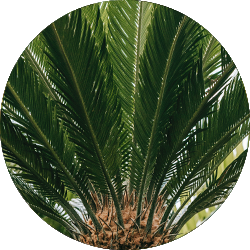 Entretien Cycas Entretien Cycas