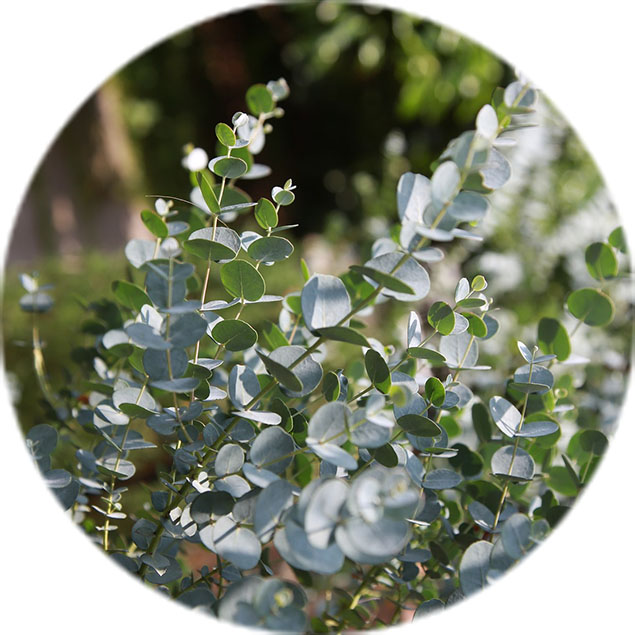 Entretien de l'eucalyptus Entretien de l'eucalyptus