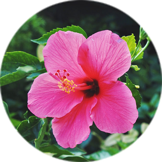 Entretien de l'hibiscus Entretien de l'hibiscus