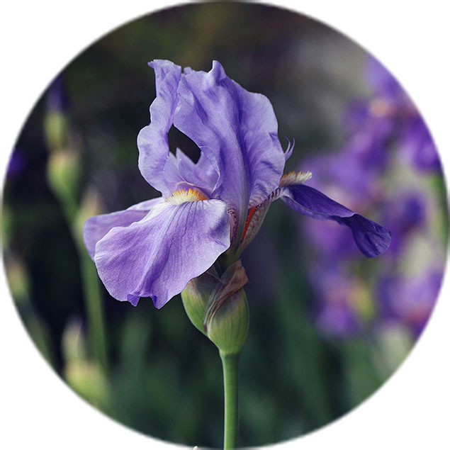 Entretien de l'iris Entretien de l'iris