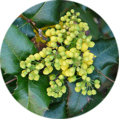 Entretien de mahonia Entretien de mahonia
