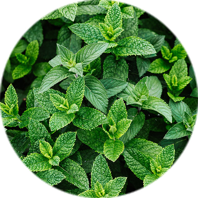 Entretien de la menthe Entretien de la menthe