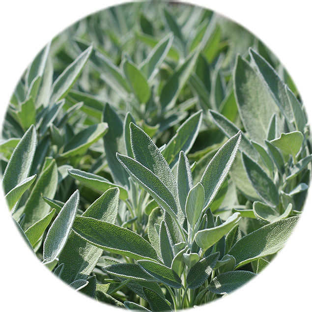 Entretien de la sauge Entretien de la sauge