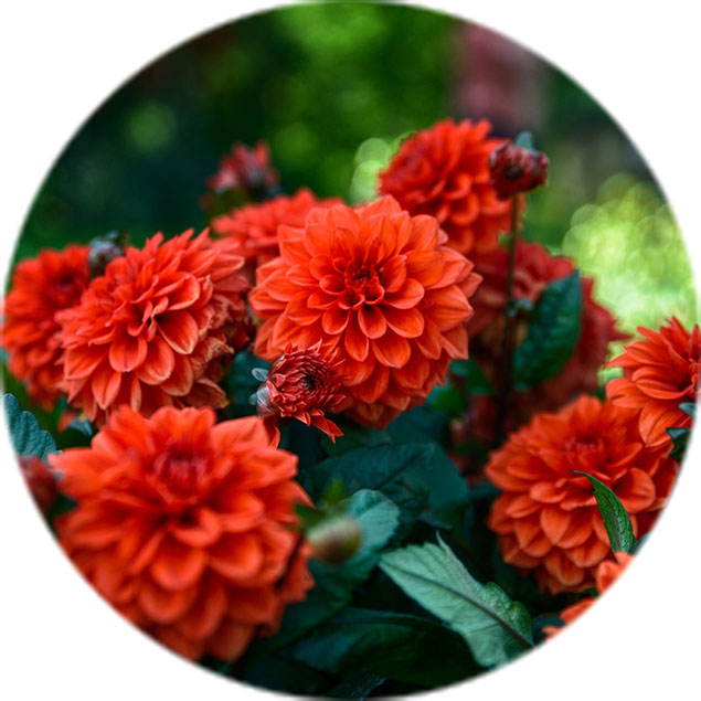 Entretien des dahlias Entretien des dahlias