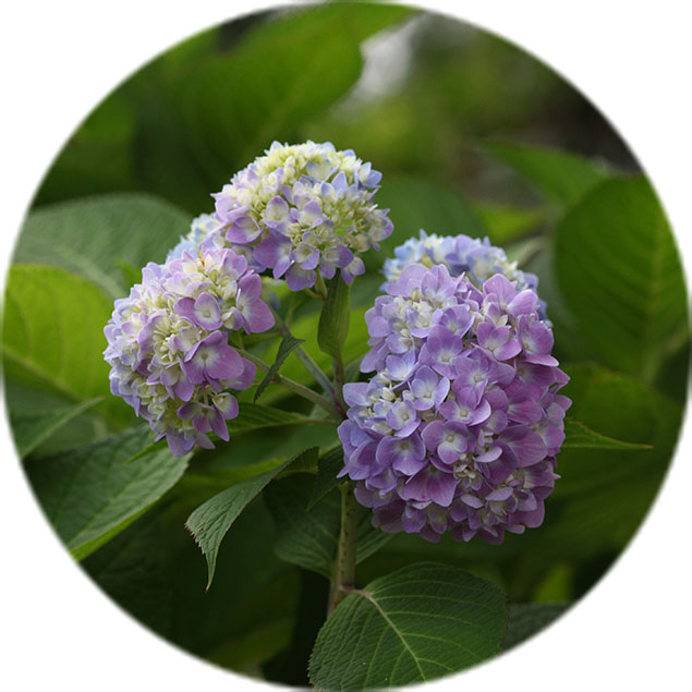Entretien des hortensias Entretien des hortensias