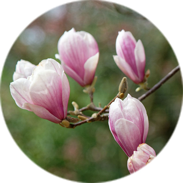Entretien des magnolias Entretien des magnolias