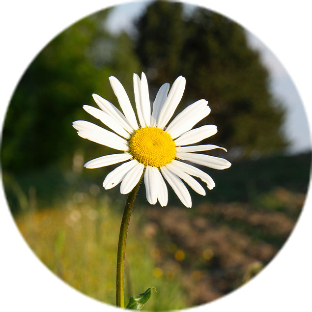 Entretien des marguerites Entretien des marguerites