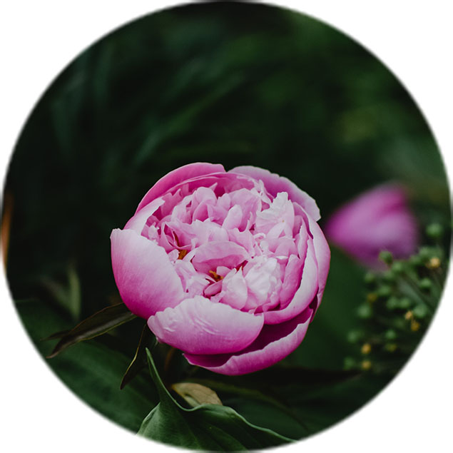 Entretien des pivoines Entretien des pivoines