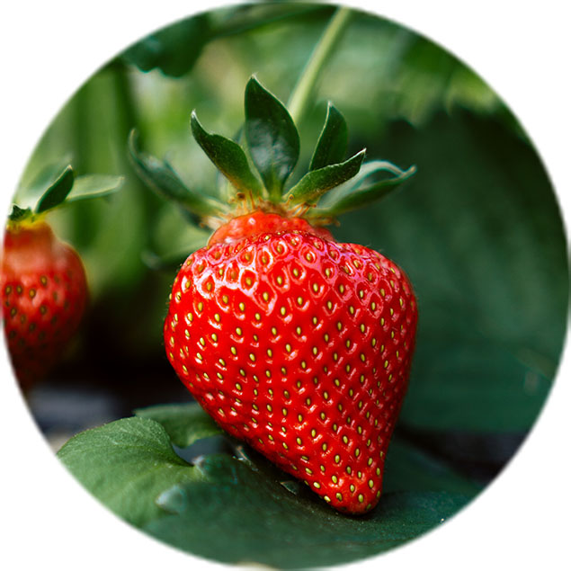 Entretien des fraisiers Entretien des fraisiers