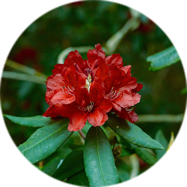 Entretien des rhododendrons Entretien des rhododendrons