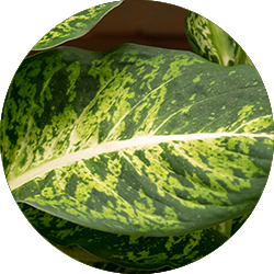Entretien Dieffenbachia Entretien Dieffenbachia