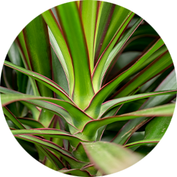 Entretien Dracaena Entretien Dracaena