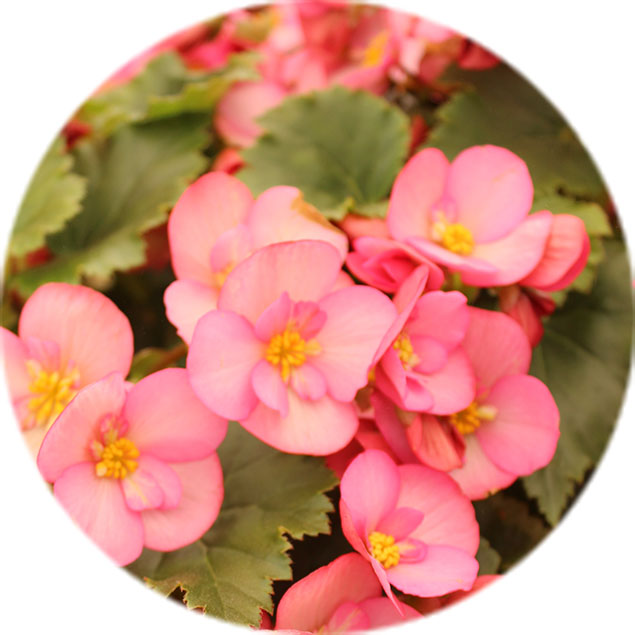 Entretien des bégonias Entretien des bégonias