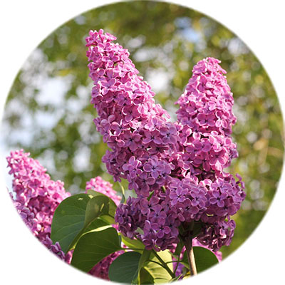 Entretien des lilas Entretien des lilas