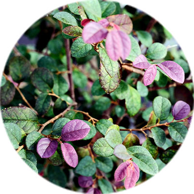 Entretien de loropetalum Entretien de loropetalum